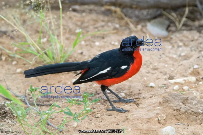 : Crimson-breasted Shrike at Mata Mata, eating moth : Crimson-breasted Shrike at Mata Mata, eating moth