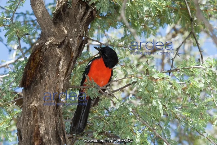 : Crimson-breasted Shrike - Perched on branch - Mata Mata : Crimson-breasted Shrike - Perched on branch - Mata Mata