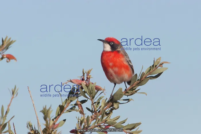 : Crimson Chat : Crimson Chat