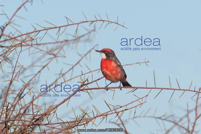 : Crimson Chat : Crimson Chat