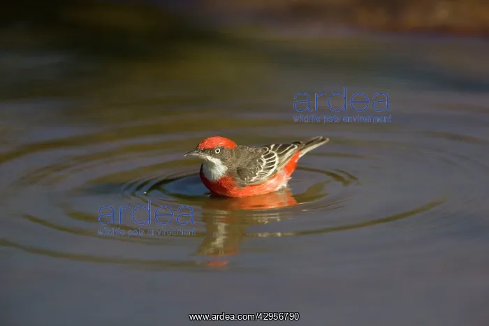 : Crimson Chat - bathing in pool : Crimson Chat - bathing in pool