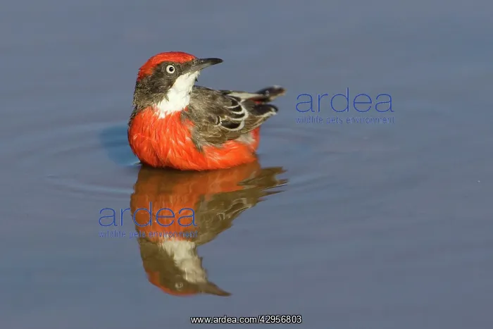 : Crimson Chat - bathing in pool : Crimson Chat - bathing in pool