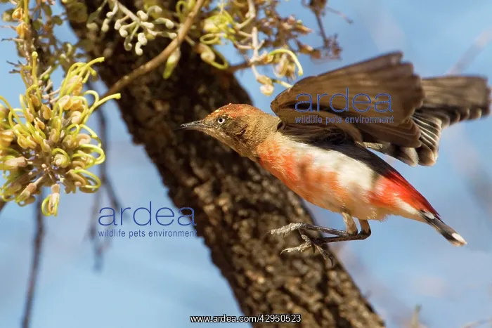 : Crimson Chat - Hovering in front of a flower - Male : Crimson Chat - Hovering in front of a flower - Male