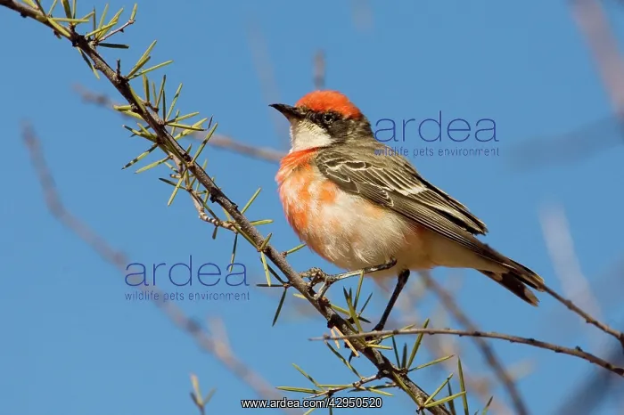 : Crimson Chat - Male : Crimson Chat - Male