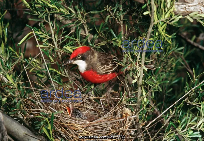  : Crimson Chat - At nest with young
