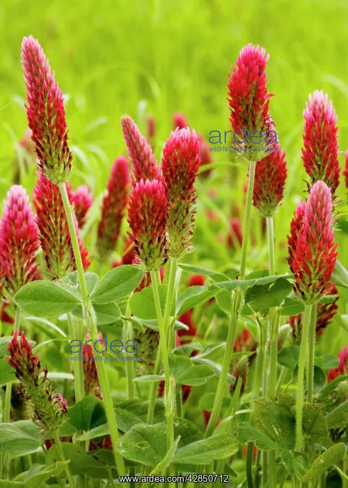: Crimson Clover - planted as a fodder crop : Crimson Clover - planted as a fodder crop
