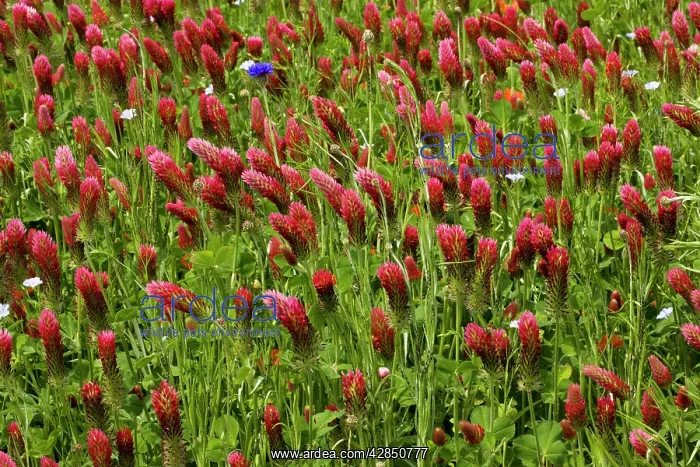 : Crimson Clover - planted as a fodder crop : Crimson Clover - planted as a fodder crop