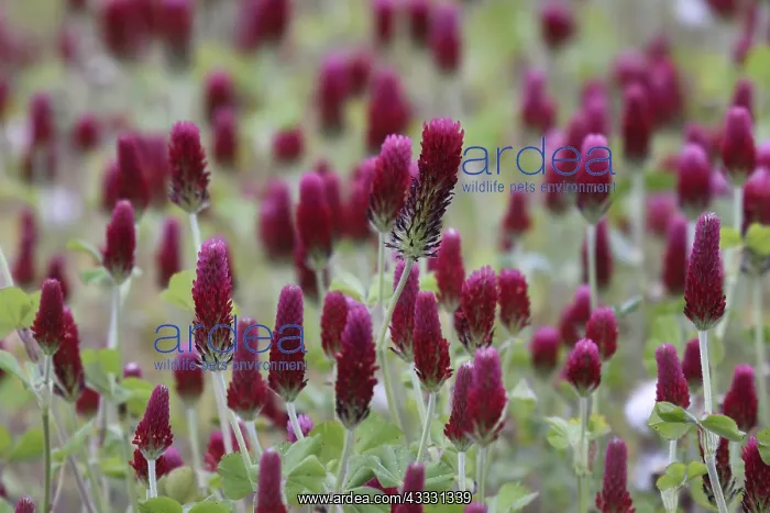 : Crimson Clover (Trifolium incarnatum) flowers, France : Crimson Clover (Trifolium incarnatum) flowers, France