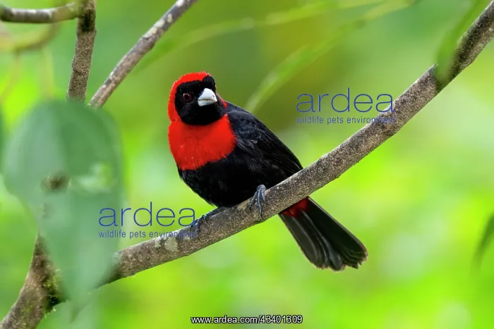 : Crimson-collared Tanager Ramphocelus sanguinolentus. tanager : Crimson-collared Tanager Ramphocelus sanguinolentus. tanager