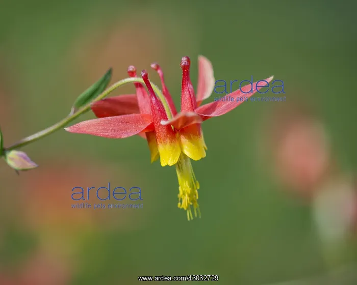 : Crimson Columbine or Western Red Columbine (Aquilegia : Crimson Columbine or Western Red Columbine (Aquilegia