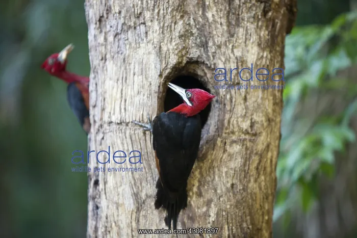 : Crimson-Crested Woodpecker : Crimson-Crested Woodpecker