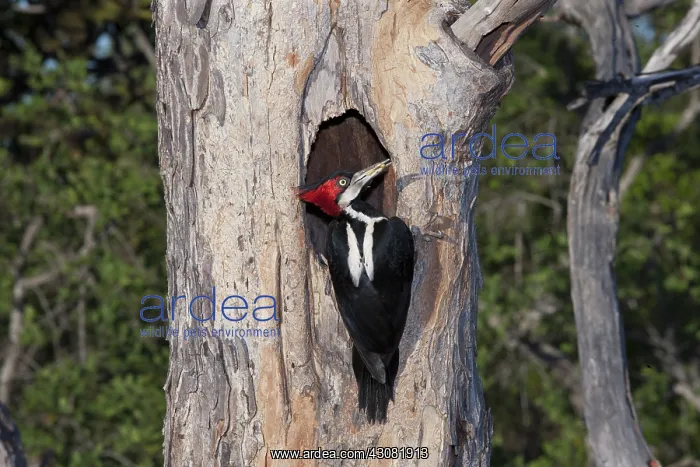 : Crimson-Crested Woodpecker : Crimson-Crested Woodpecker