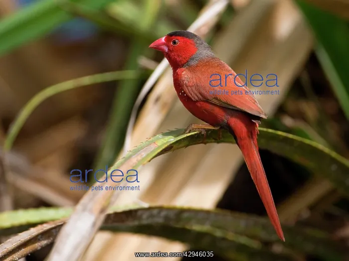  : Crimson Finch