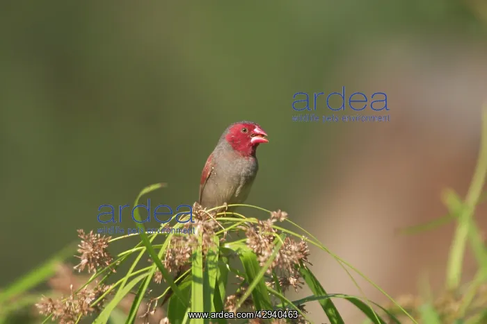 : Crimson Finch - Female : Crimson Finch - Female
