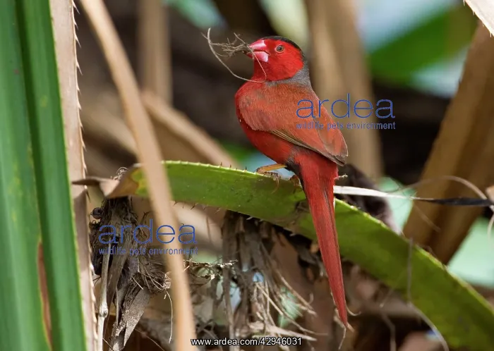 : Crimson Finch - gathering grass for a nest : Crimson Finch - gathering grass for a nest