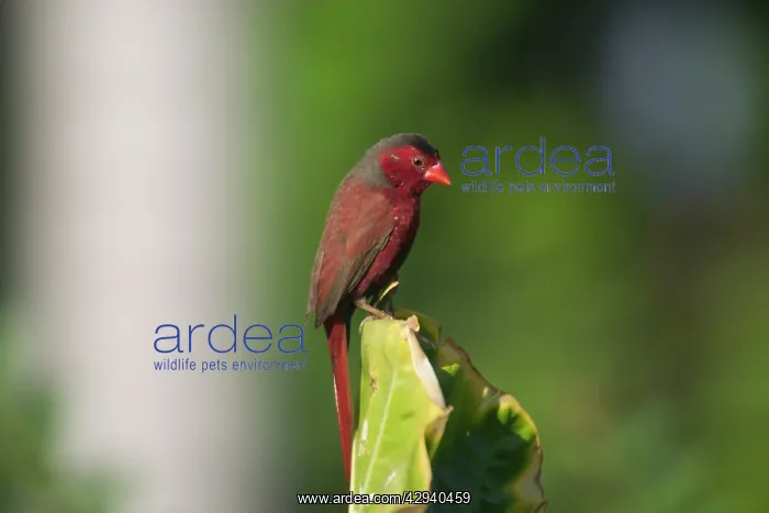 : Crimson Finch - Male : Crimson Finch - Male
