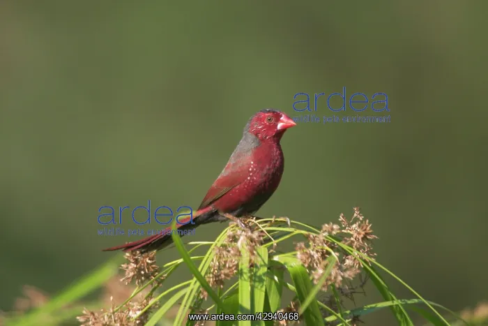 : Crimson Finch - Male : Crimson Finch - Male
