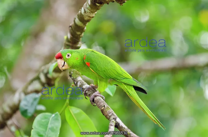: Crimson-fronted Parakeet : Crimson-fronted Parakeet