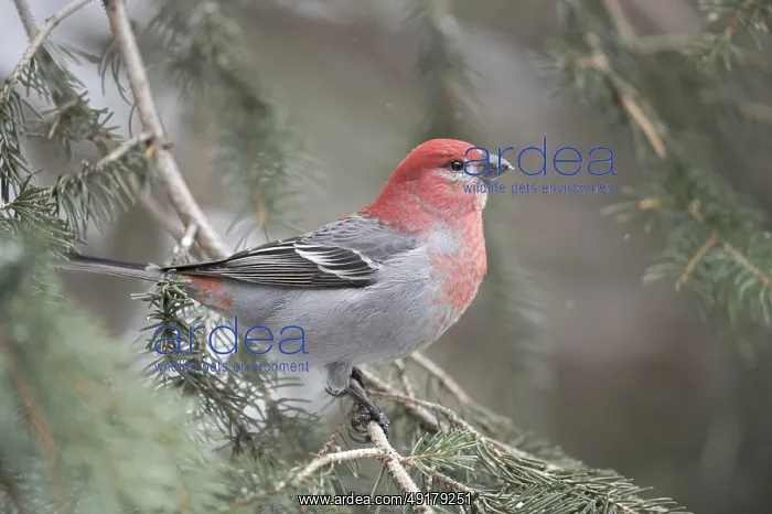 : Crimson head and breast... Hooked Finch (Pinicola enucleator) : Crimson head and breast... Hooked Finch (Pinicola enucleator)