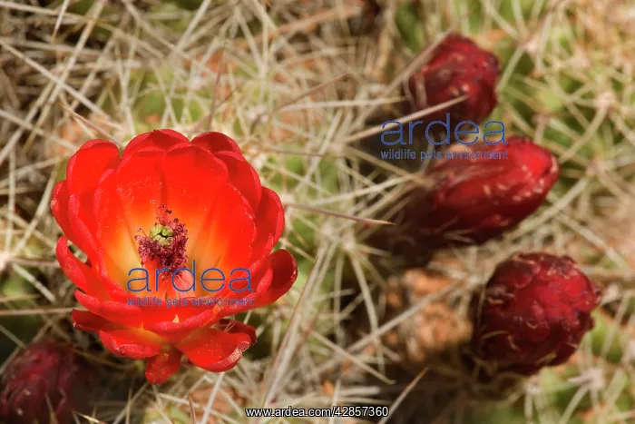 : Crimson Hedgehog / Claret Cup / Hedgehog / Mound : Crimson Hedgehog / Claret Cup / Hedgehog / Mound