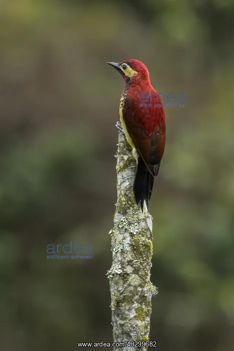 : Crimson-mantled Woodpecker (Colaptes rivolii) Putumayo : Crimson-mantled Woodpecker (Colaptes rivolii) Putumayo