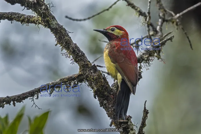 : Crimson-mantled Woodpecker (Colaptes rivolii) Putumayo : Crimson-mantled Woodpecker (Colaptes rivolii) Putumayo