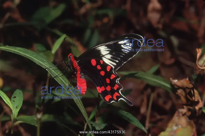 : Crimson Rose : Crimson Rose