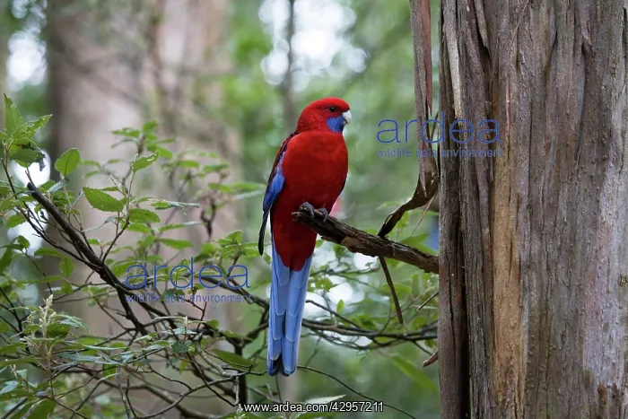 : Crimson Rosella : Crimson Rosella