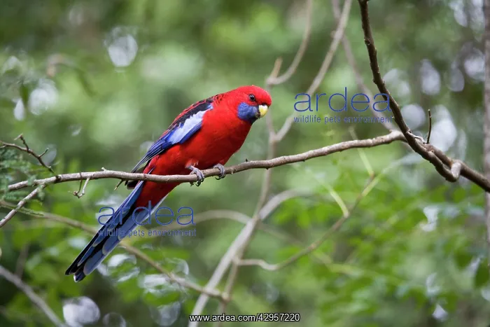 : Crimson Rosella : Crimson Rosella