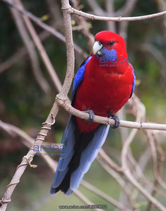 : Crimson Rosella : Crimson Rosella
