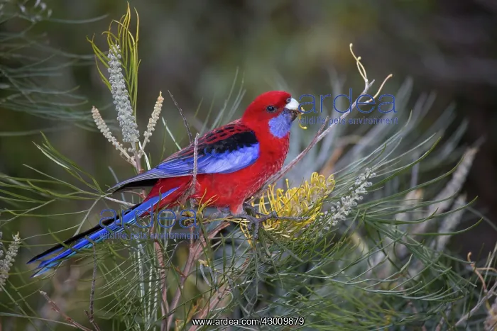 : Crimson Rosella : Crimson Rosella