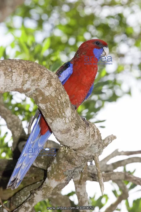 : Crimson rosella : Crimson rosella