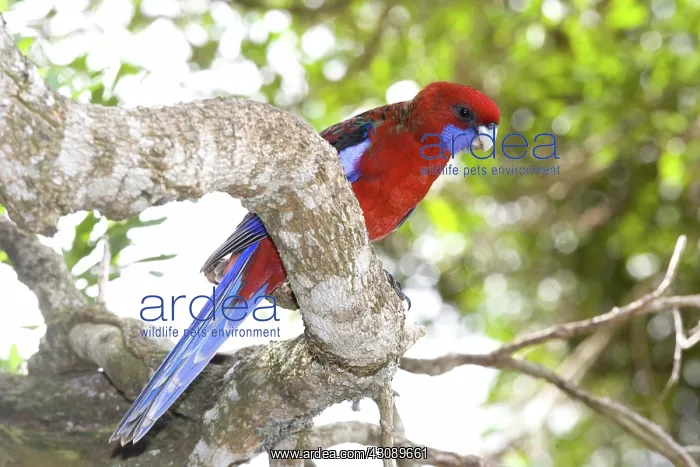 : Crimson rosella : Crimson rosella