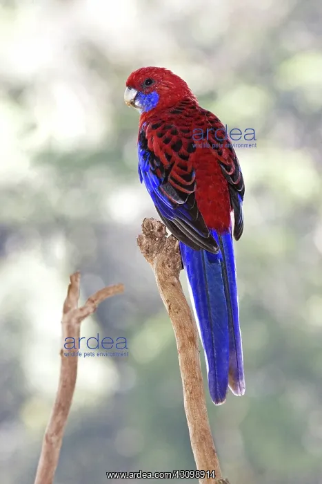 : Crimson Rosella : Crimson Rosella