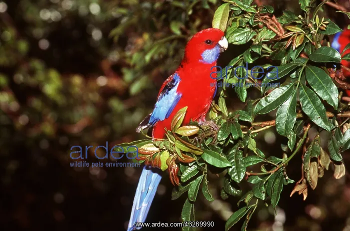 : CRIMSON ROSELLA : CRIMSON ROSELLA