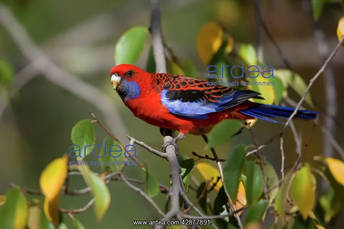 : Crimson Rosella - adult Crimson Rosella in a tree : Crimson Rosella - adult Crimson Rosella in a tree