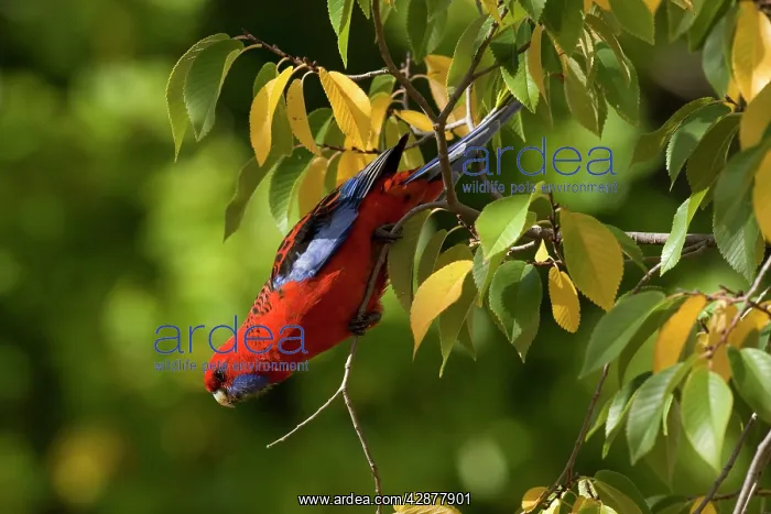 : Crimson Rosella - adult Crimson Rosella in a tree : Crimson Rosella - adult Crimson Rosella in a tree