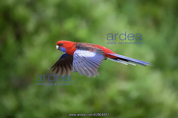 : Crimson Rosella - adult in flight : Crimson Rosella - adult in flight