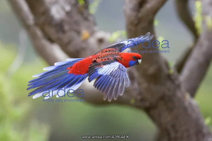 : Crimson Rosella - adult in flight is about to land : Crimson Rosella - adult in flight is about to land