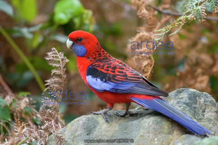 : Crimson Rosella - adult sits on a rock : Crimson Rosella - adult sits on a rock