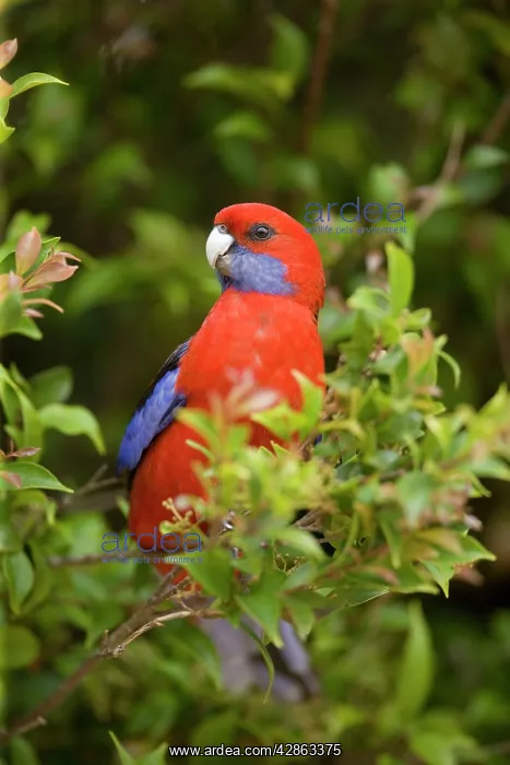: Crimson Rosella - adult sits in a tree in lush : Crimson Rosella - adult sits in a tree in lush