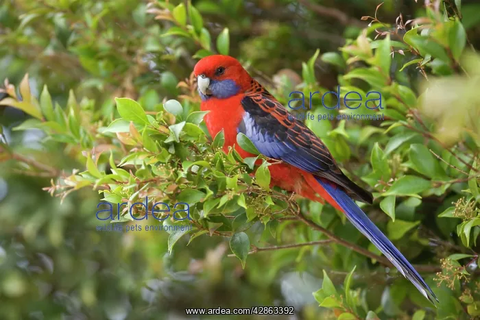 : Crimson Rosella - adult sits in a tree in lush : Crimson Rosella - adult sits in a tree in lush
