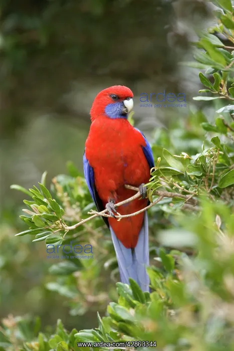 : Crimson Rosella - adult sits on a twig in lush : Crimson Rosella - adult sits on a twig in lush