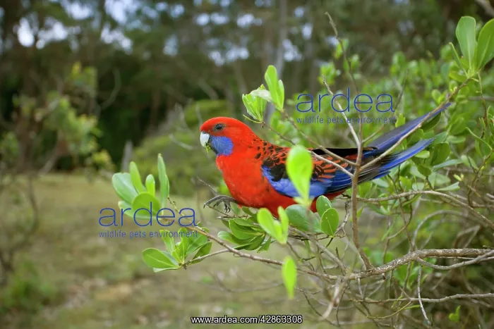: Crimson Rosella - adult sitting on a twig feeding on leaves : Crimson Rosella - adult sitting on a twig feeding on leaves