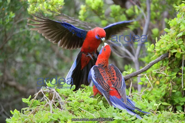 : Crimson Rosella - two adults about to kiss each other : Crimson Rosella - two adults about to kiss each other
