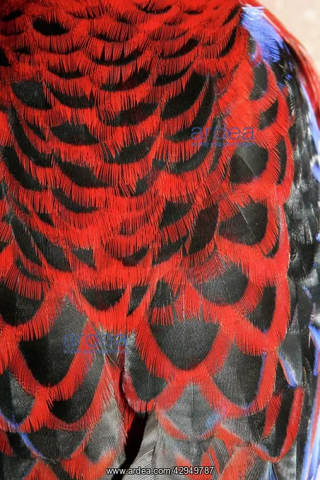: Crimson Rosella - Feather detail of back plumage : Crimson Rosella - Feather detail of back plumage