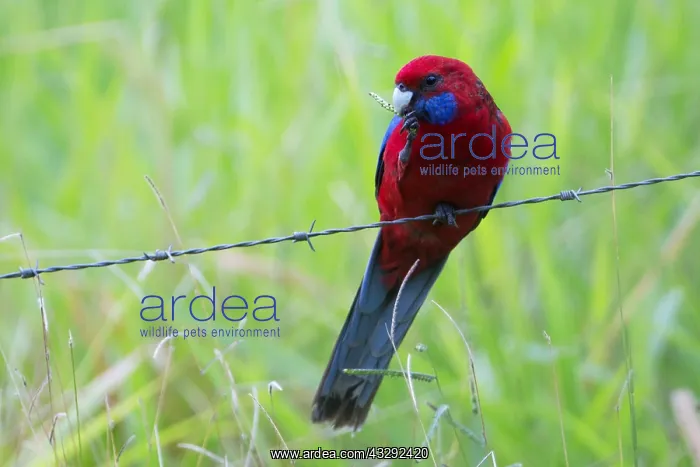 : Crimson Rosella - A pair of these birds were following : Crimson Rosella - A pair of these birds were following