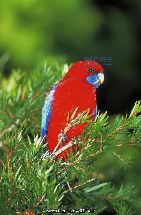  : Crimson Rosella Parrot