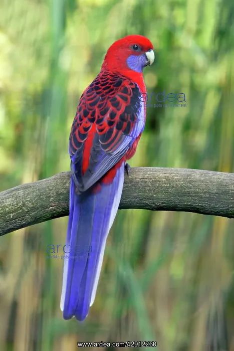 : Crimson Rosella - perched on branch : Crimson Rosella - perched on branch