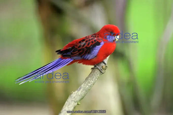 : Crimson Rosella - perched on branch : Crimson Rosella - perched on branch